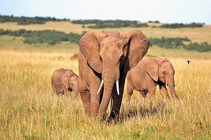 Tour Viaggio di Nozze in Kenya – Speciale Sposi
